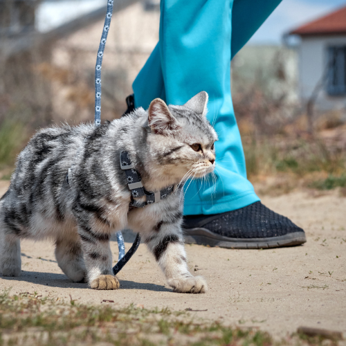 Collars, Leashes and Apparel