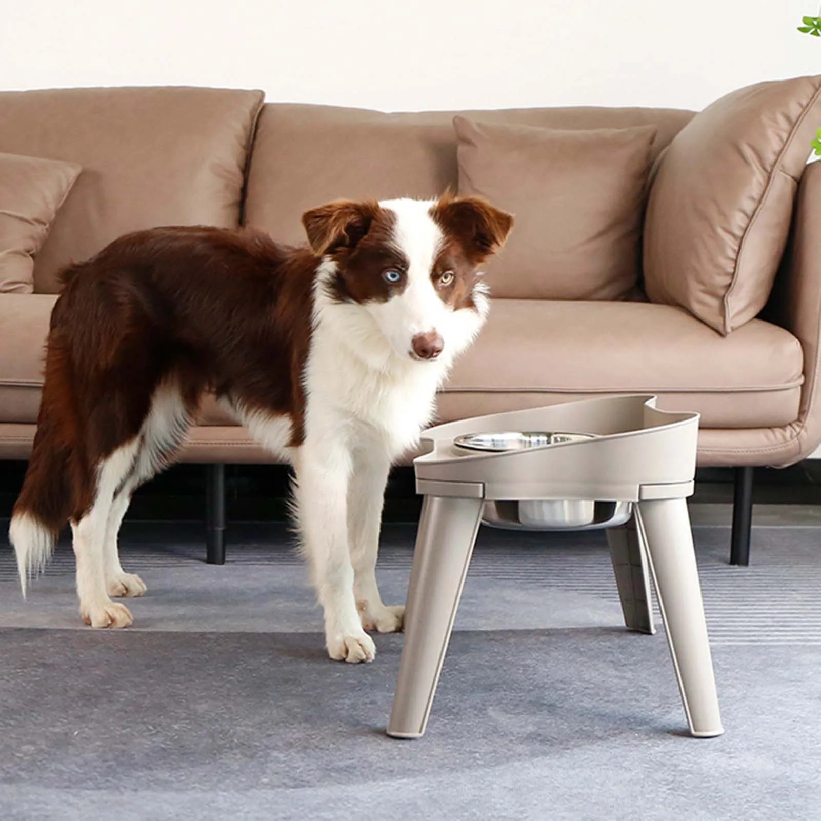 Raised Stand Elevated Dog Feeder Non-Slip and No Spill Design Suitable for Improved Posture and Comfort