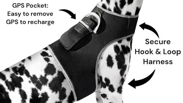 Get Realtime Pet Locations w/ Pet Mini Cat Dog GPS Tracking Collar