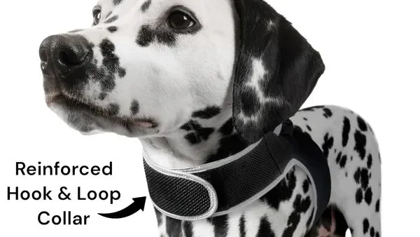 Get Realtime Pet Locations w/ Pet Mini Cat Dog GPS Tracking Collar