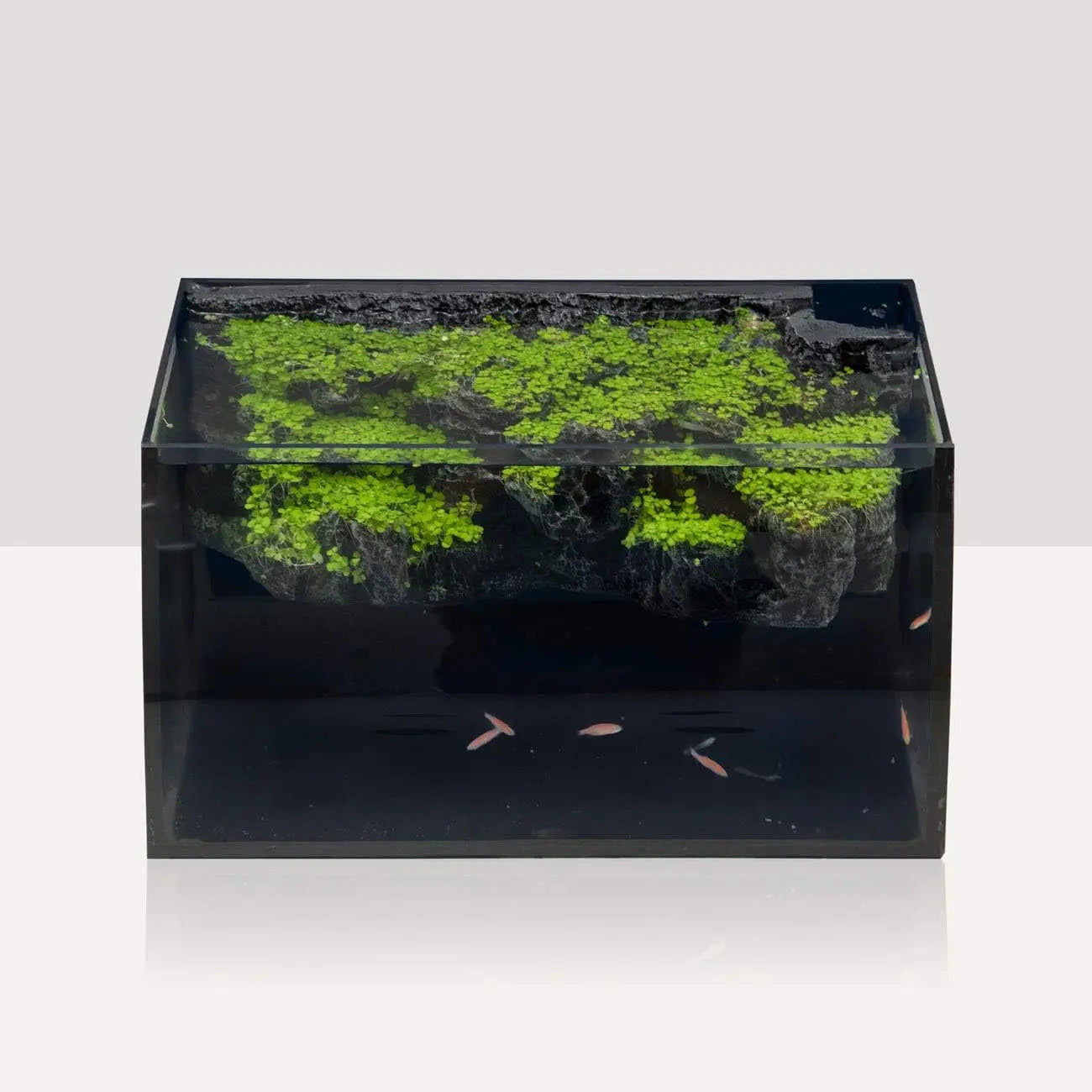 8 Gallon LED Glass Aquarium Kit for Starters with Filter Pump, Colored Light, 3D Rockery Background