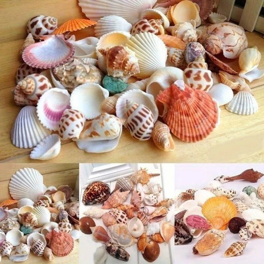30pcs Mixed Aquarium Beach Nautical DIY Shells - Assorted Seashells in Glass Jars for Fish Tank Decor