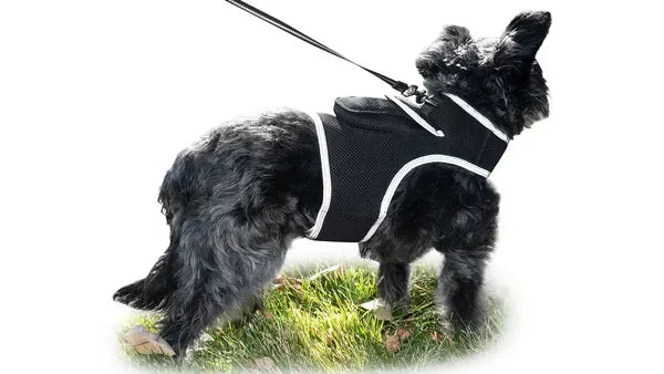 Get Realtime Pet Locations w/ Pet Mini Cat Dog GPS Tracking Collar