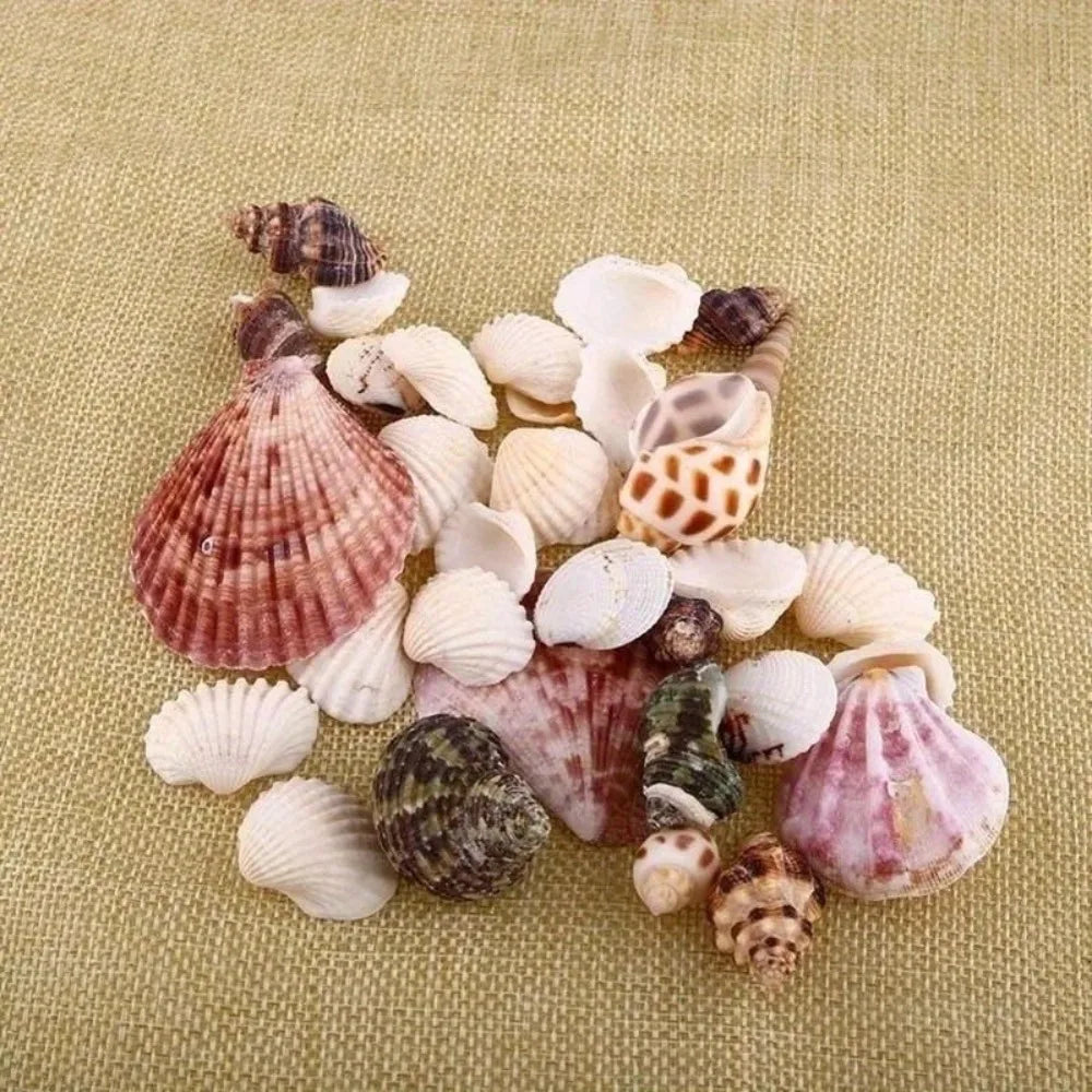 30pcs Mixed Aquarium Beach Nautical DIY Shells - Assorted Seashells in Glass Jars for Fish Tank Decor